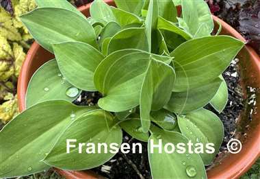 Hosta Gosan Mina