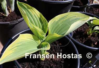 Hosta Grace Wins