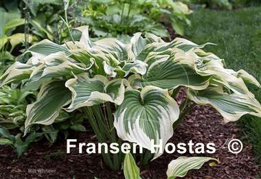 Hosta Grace Wins