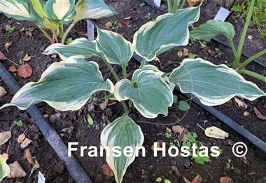 Hosta Grace Wins