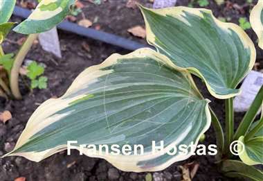 Hosta Grace Wins