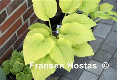 Hosta Granary Gold