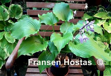 Hosta Grand Finale