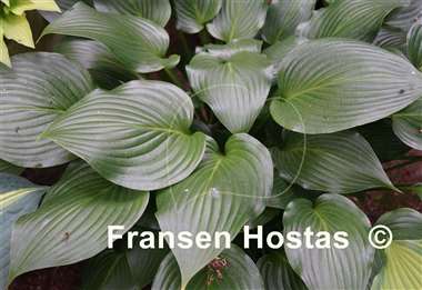 Hosta Grand Finale