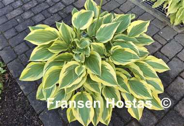 Hosta Grand Marmalade