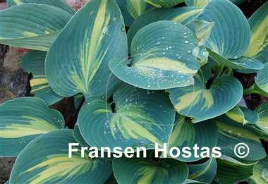 Hosta Grand Marquee