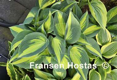 Hosta Grand Marquee