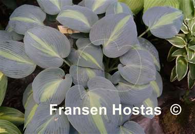 Hosta Grand Marquee