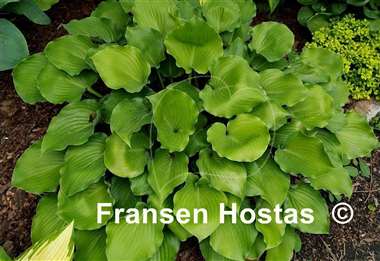 Hosta Grand Slam