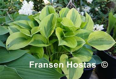 Hosta Grand Tiara