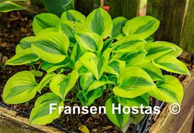 Hosta Grand Tiara