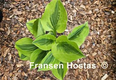 Hosta Grand Tiara