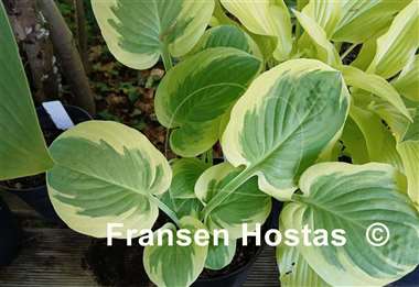 Hosta Grandpa's Love