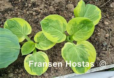 Hosta Grandpa's Love