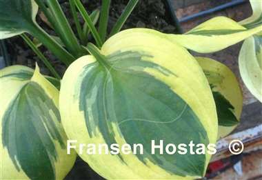 Hosta Grandpa's Love