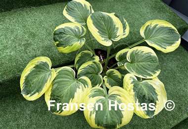 Hosta Grandpa's Love