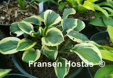 Hosta Grandpa's Love