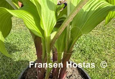Hosta Granny's Smile
