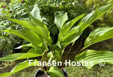 Hosta Granny's Smile