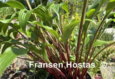 Hosta Granny's Smile