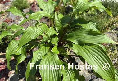 Hosta Granny's Smile