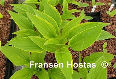 Hosta Grateful Red