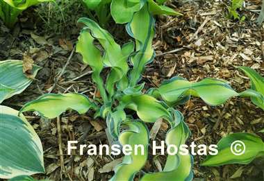 Hosta Gravity Rocks