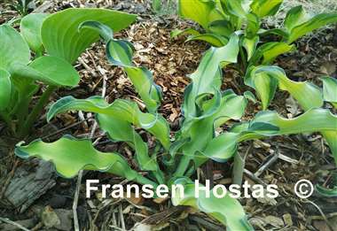 Hosta Gravity Rocks