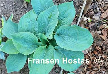 Hosta Gray Cole