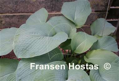 Hosta Gray Cole