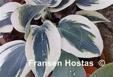 Hosta Great Escape