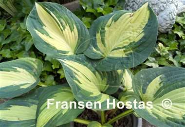 Hosta Great Expectations