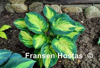 Hosta Great Expectations