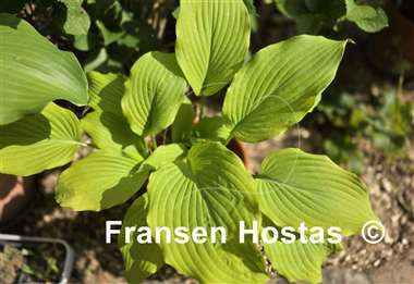 Hosta Great Lakes Gold
