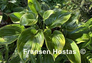 Hosta Great White Whale