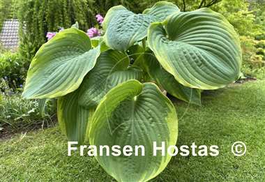 Hosta Great White Whale