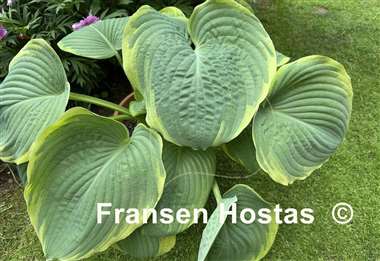Hosta Great White Whale
