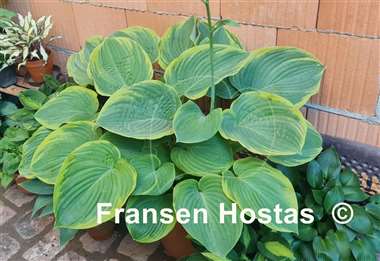Hosta Great White Whale