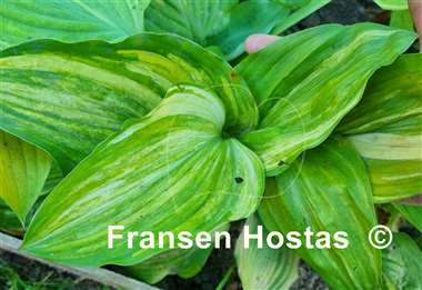 Hosta Grecian Lace
