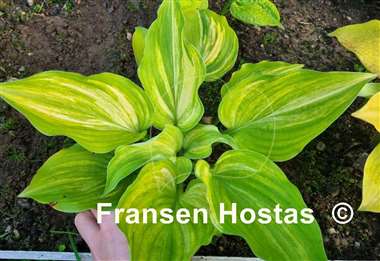 Hosta Grecian Lace