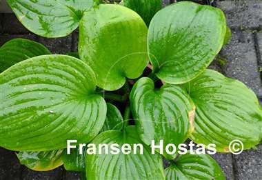 Hosta Green Blimp 