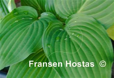 Hosta Green Deal