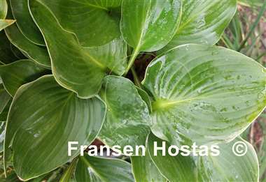 Hosta Green Deal