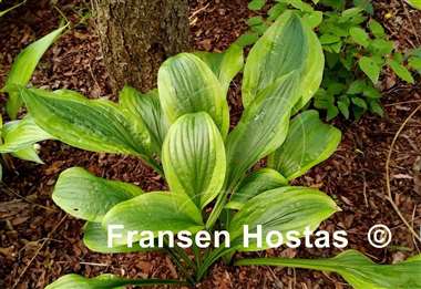 Hosta Green Flash