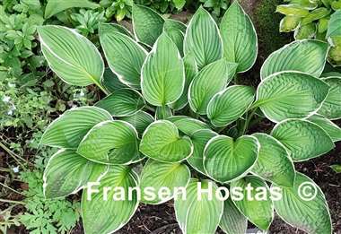 Hosta Green Gold