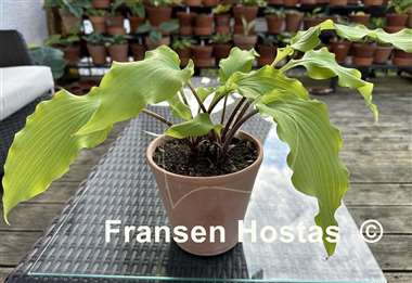 Hosta Green Lava