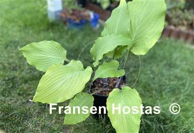 Hosta Green Lava