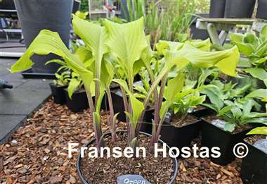 Hosta Green Lava