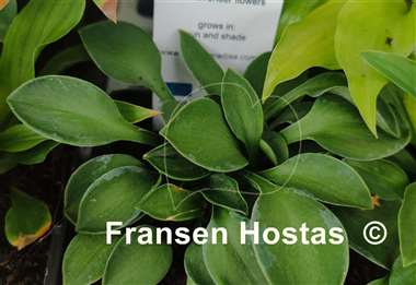 Hosta Green Mouse Ears