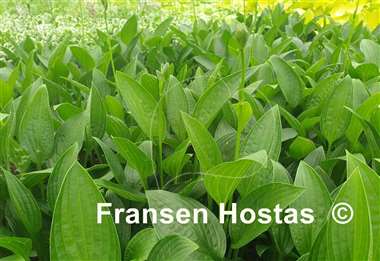 Hosta Green Necklace